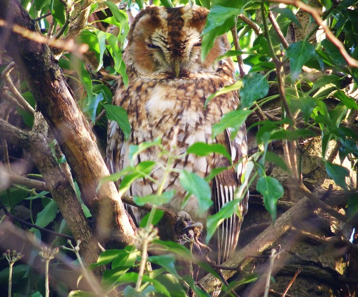 Tawny Owl