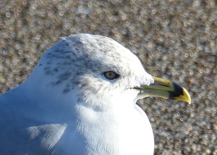 Ring-billed Gull