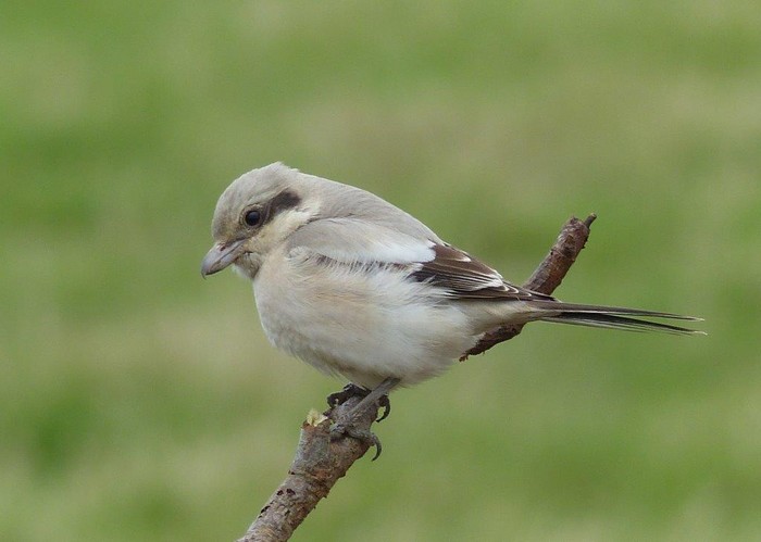 Steppe Grey Shrike