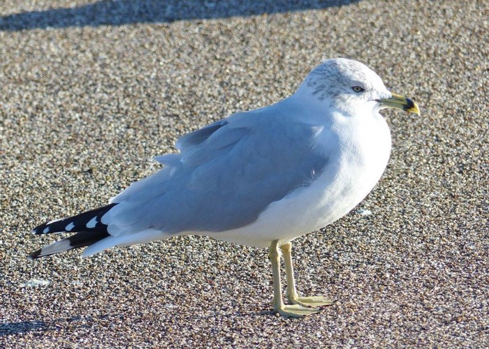 Ring-billed Gull