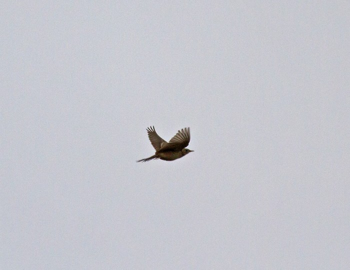 Blyth's Pipit