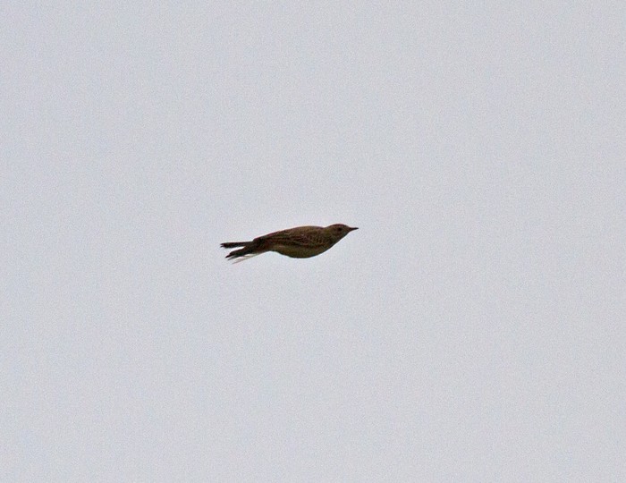 Blyth's Pipit