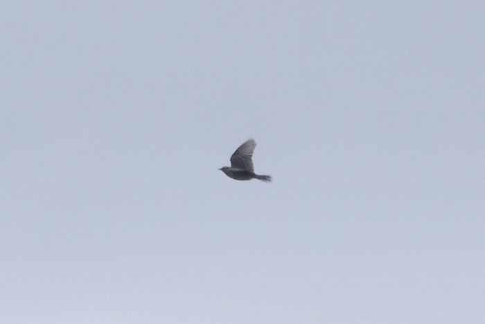 Blyth's Pipit