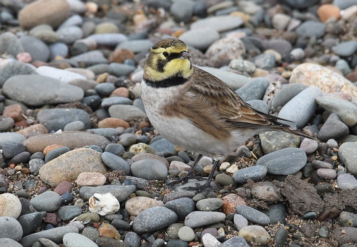 Shorelark