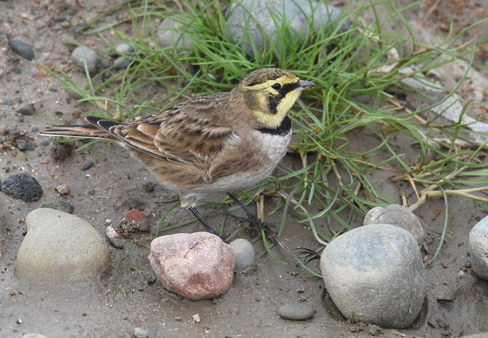Shorelark