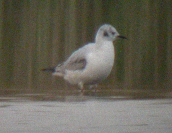 Bonaparte's Gull