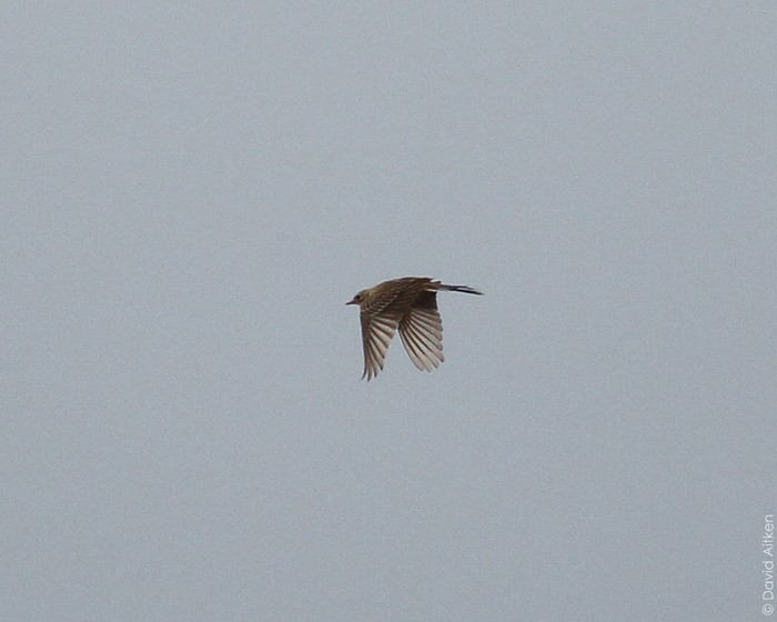 Blyth's Pipit