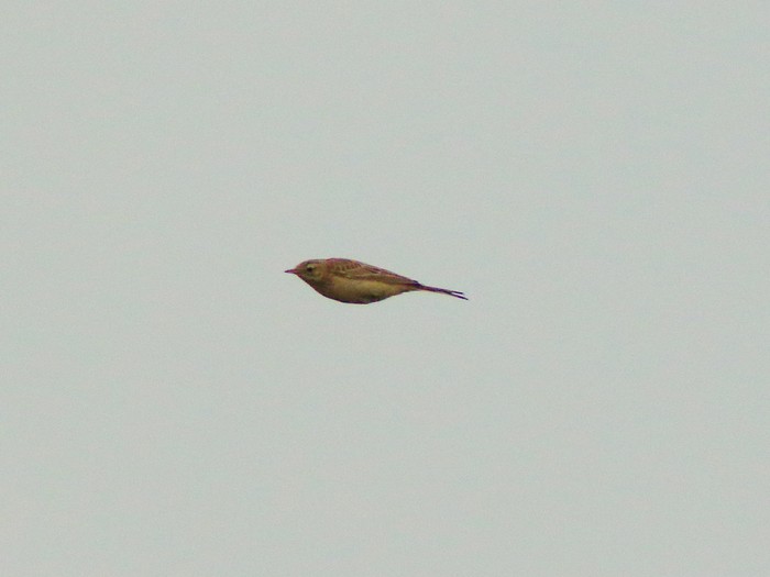 Blyth's Pipit
