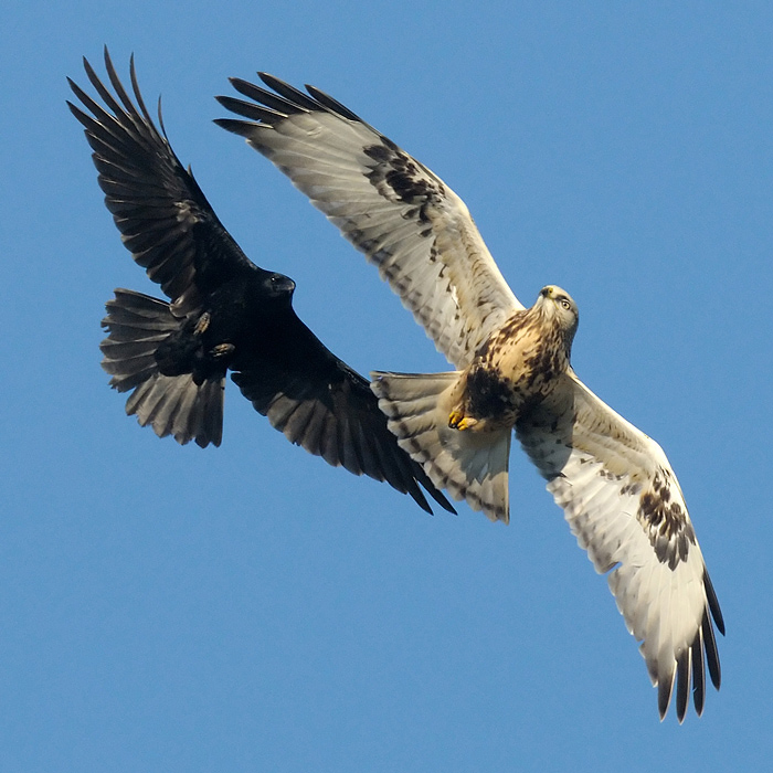Rough-legged Buzzard