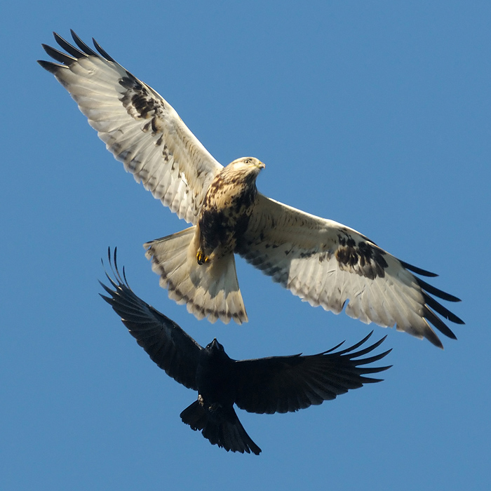 Rough-legged Buzzard