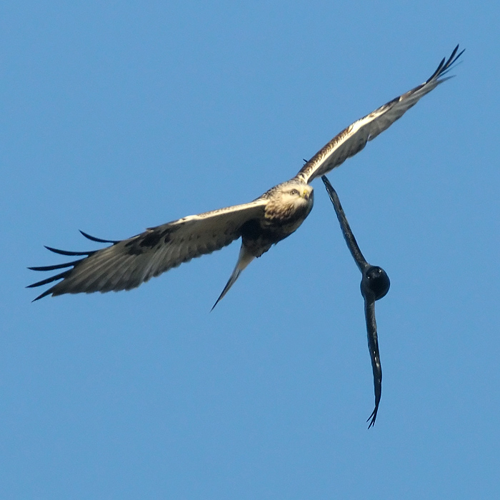 Rough-legged Buzzard