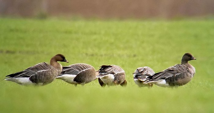 Pink-footed Goose