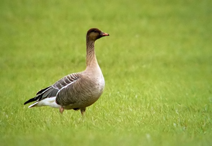Pink-footed Goose
