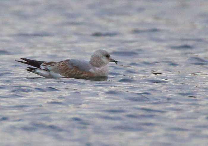 Common Gull