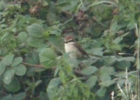 Brown Shrike