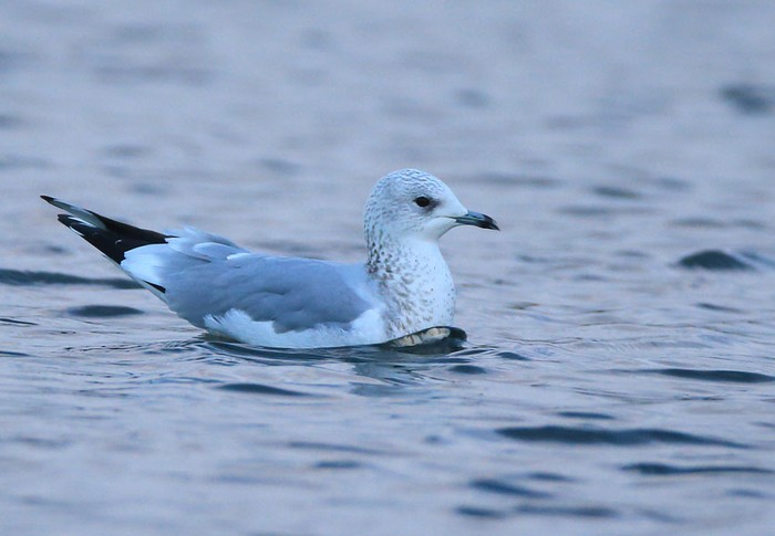 Common Gull