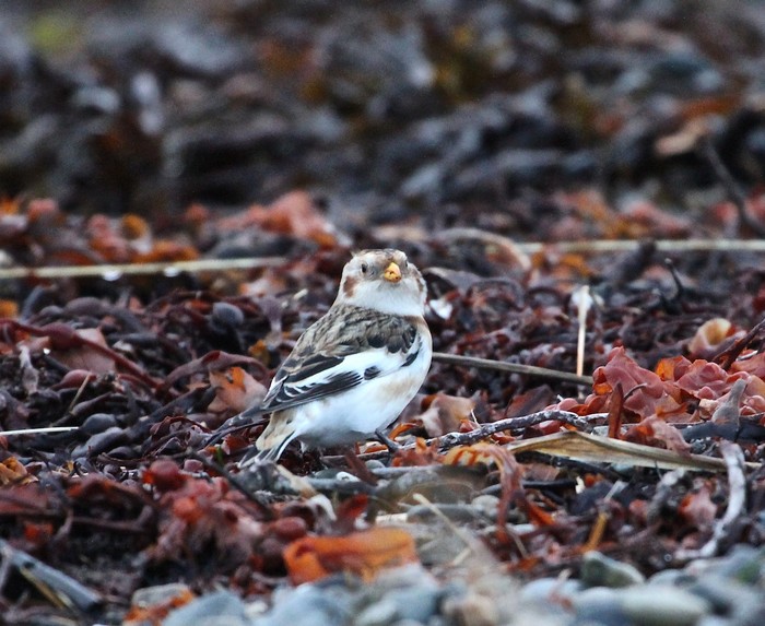 Snow Bunting