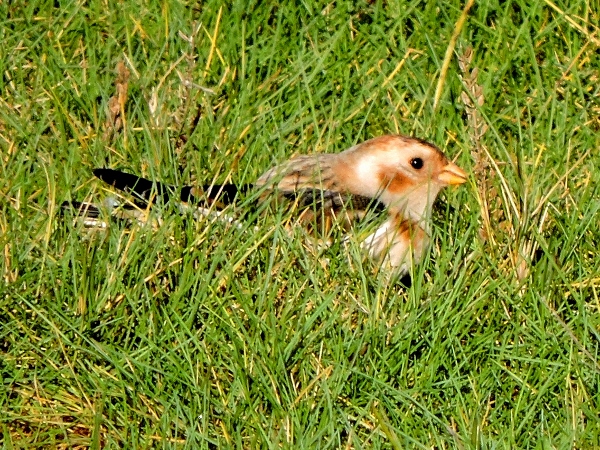 Snow Bunting
