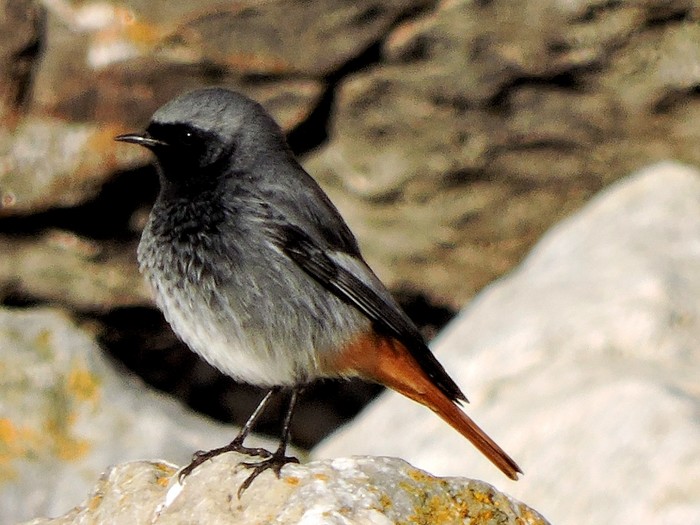 Black Redstart