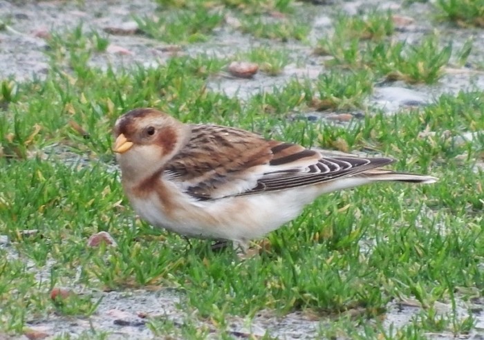 Snow Bunting