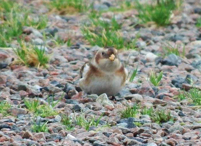 Snow Bunting