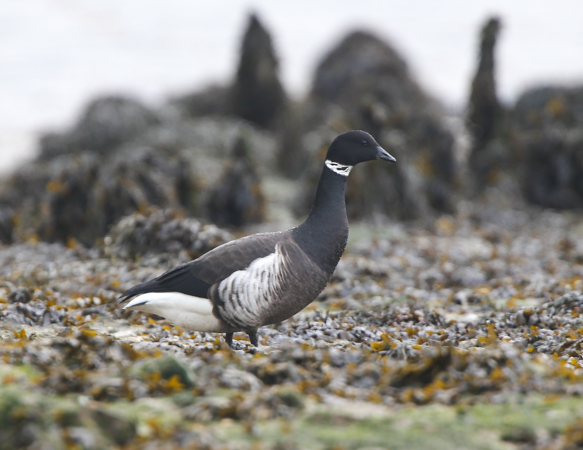 Black Brant