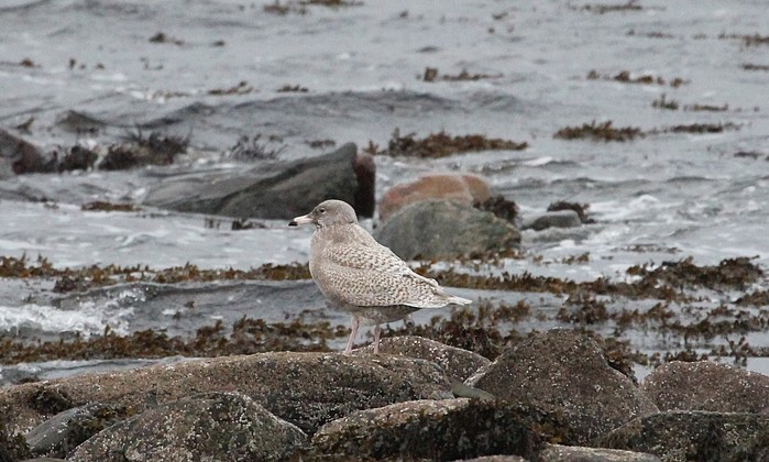 Glaucous Gull