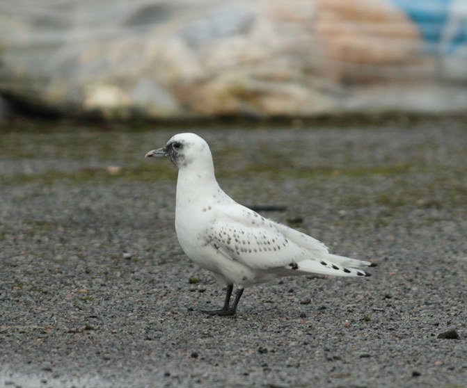 Ivory Gull