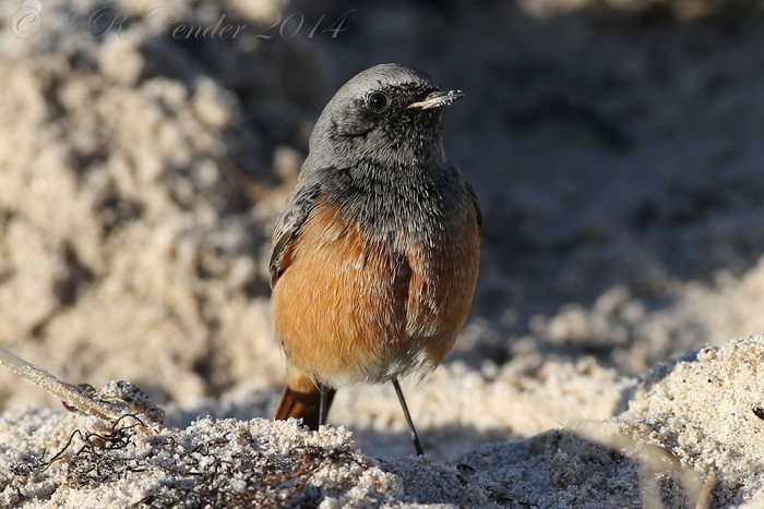 Eastern Black Redstart