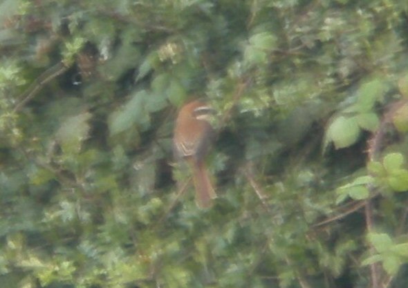 Brown Shrike