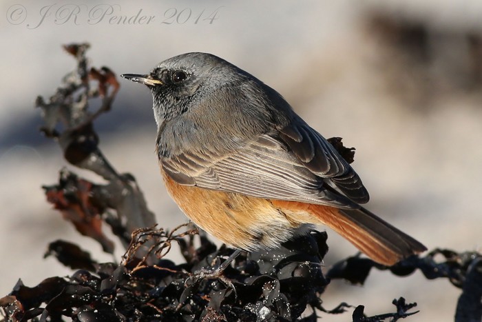 Eastern Black Redstart