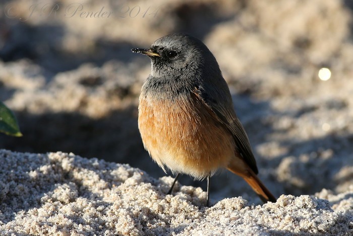 Eastern Black Redstart