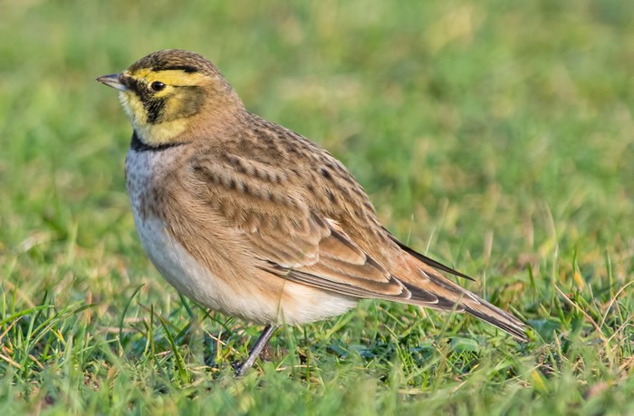 Shorelark