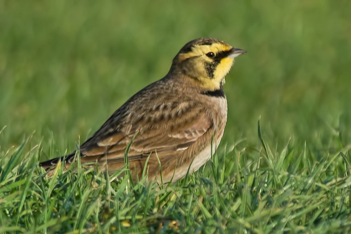Shorelark