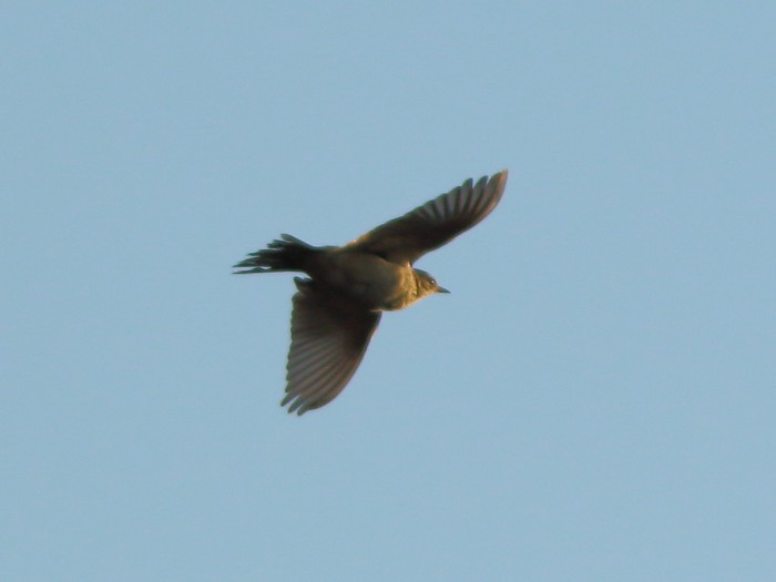 Blyth's Pipit