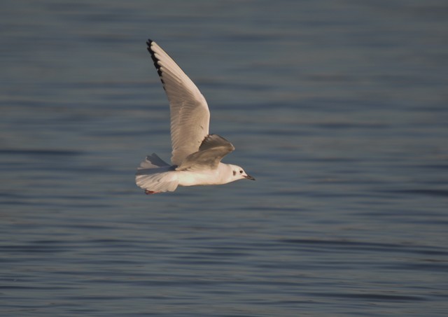 Bonaparte's Gull