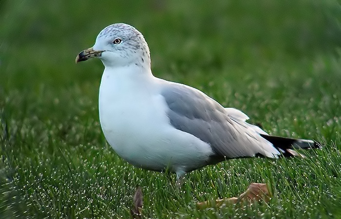 Ring-billed Gull