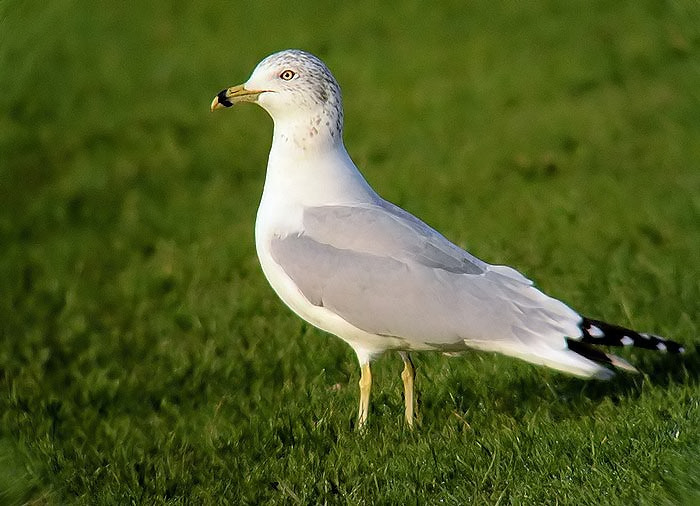 Ring-billed Gull