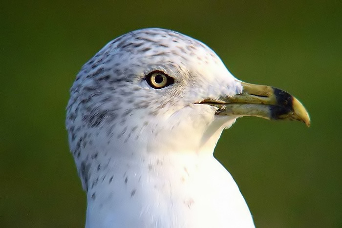 Ring-billed Gull