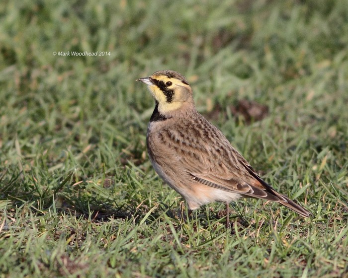 Shorelark