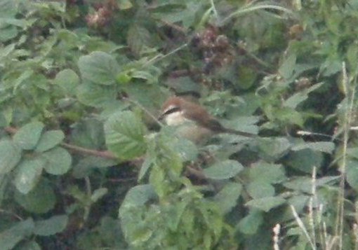 Brown Shrike
