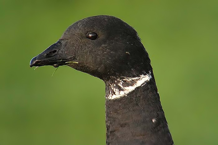 Brent Goose