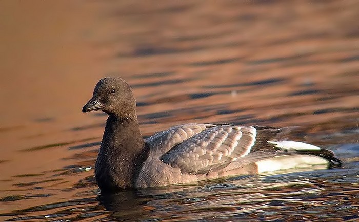 Brent Goose