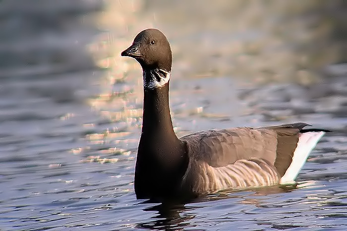 Brent Goose