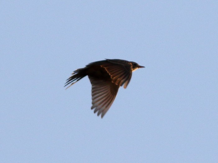 Blyth's Pipit