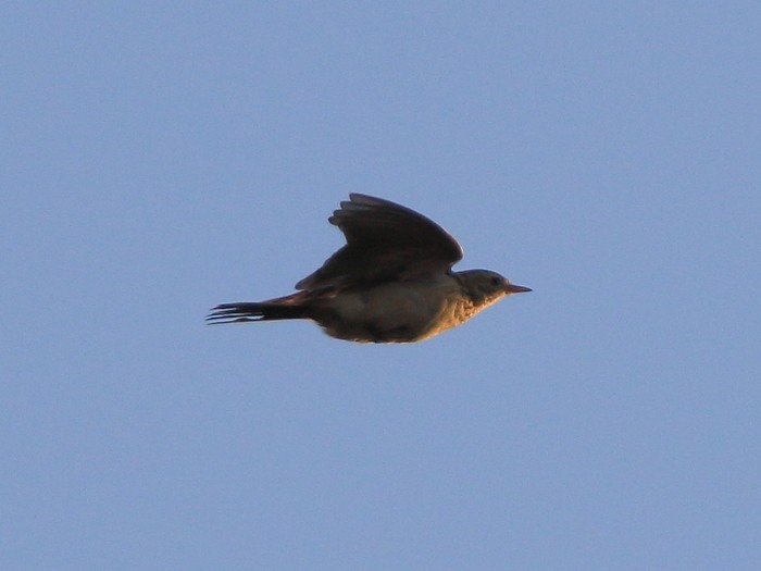Blyth's Pipit