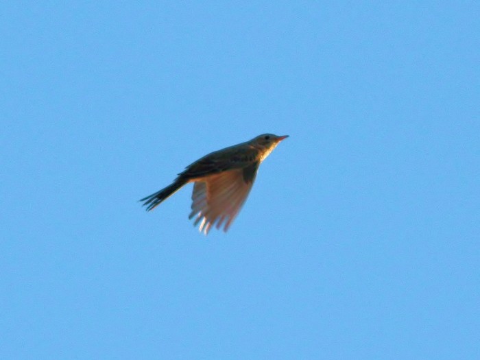 Blyth's Pipit