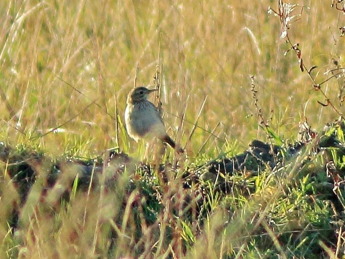 Blyth's Pipit
