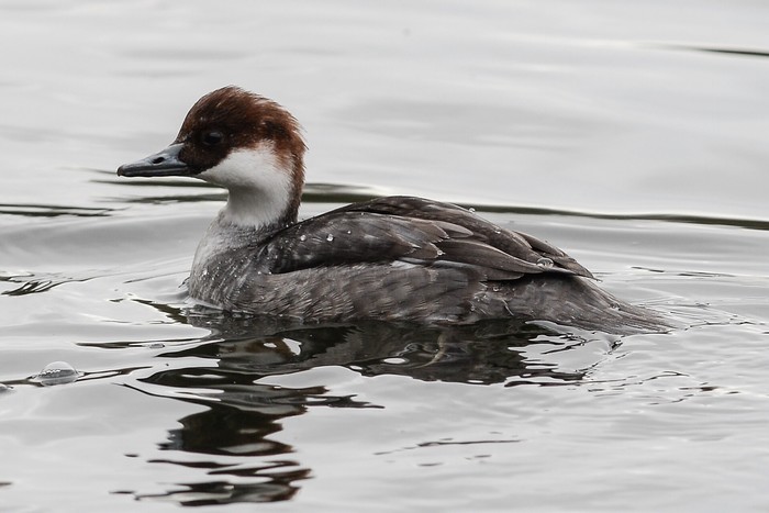 Smew