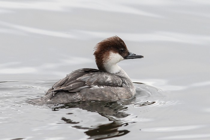 Smew
